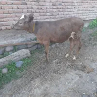 گوساله سوییسی