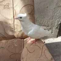 کفتر