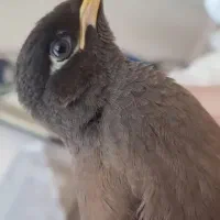 مرغ مینا برای سخنگو