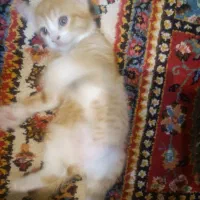 گربه|گربه|کاشان, زیتون|دیوار