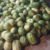 هندوانه کیلو۱۲
