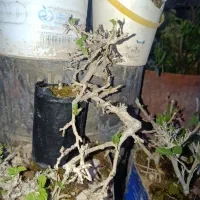 بنسای ۲ساله تا ۸ ساله