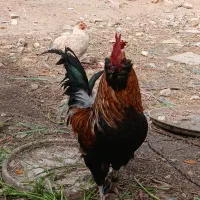 خروس  مرندی