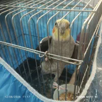 عروس هلندی نرباتجهیزات