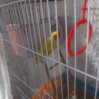 کوتوله برزیلی