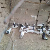طوقی|پرنده|هلالی, |دیوار