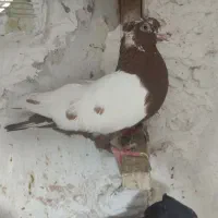 کفتر