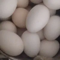 تخم مرغ محلی تازه