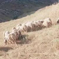 میشا بره