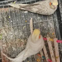 عروس هلندی کارداده با قفس وسایل
