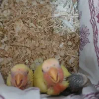 طوطی برزیلی سرلاکی و دستی