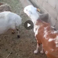 میش چاق چاق بره نر