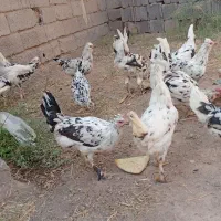 ۱۰ عددمرغ گلین تخم گذار با ۲تاخروس