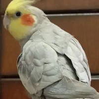 عروس هلندی گمشده