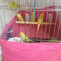 مرغ عشق بالغ.جوجه.مولد