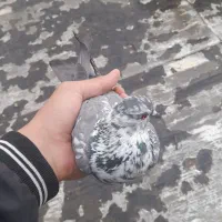 کبوتر یا کفتر