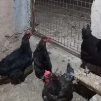 فروش ۶عدد مرغ محلی تخم گذار