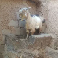 یک راس بزغاله نر
