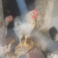 جوجه خروس برای قربانی و نگهداری