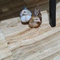 جوجه