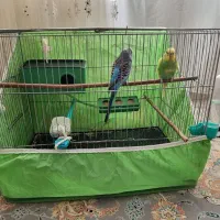 یک جفت مرغ عشق سرحال با قفس و کلیه متعلقات