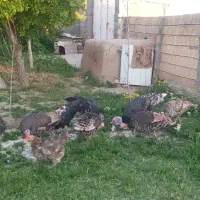بوقلمون