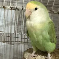 طوطی برزیلی ماده