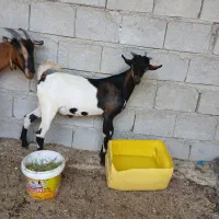 نری چرب چاق ۱۲ کیلو گوشت