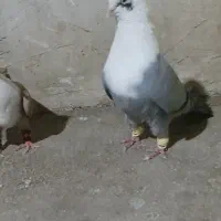 کفترمخمل