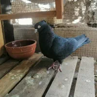 جوجه کبوتر زاغ آبادانی،کبوتر نر زاغ آبادانی