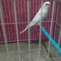 معاوضه مرغ عشق