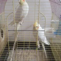 عروس هلندی لوتینو استثنایی با لوازم و قفس