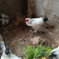 خروس برهما لایت معاوضه با مرغ