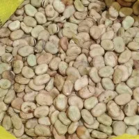 باقله محلی درجه یک
