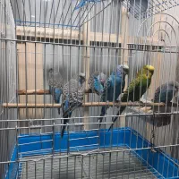جوجه مرغ عشق