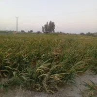 ذرت علوفه ای پربرگ روستای زورآباد
