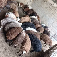 فروش بره نر پروار شده