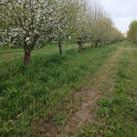 کارشناسی و انجام امور باغات
