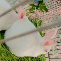 بچه خرگوش