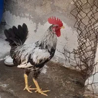 مرغ و خروس
