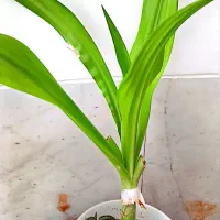 گل برگ موزی