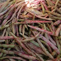 لوبیا خورشتی