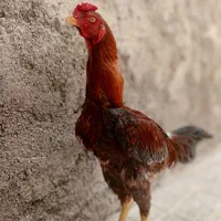 خروس|حیوانات مزرعه|زنجان, |دیوار