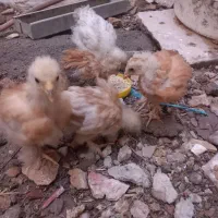 5 عدد جوجه۶ برهما اصل