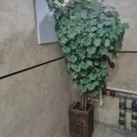 درخت تزئینی