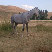 مادیان کرداصیل سرودم گیر