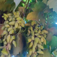غوره