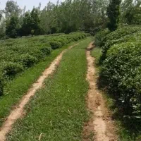 1400مترباغ-ویودار