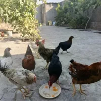 معاوضه خروس با مرغ یا بلدرچین