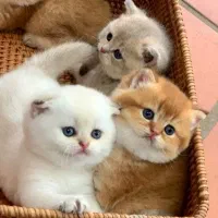 تخفیف کده گربه فنجانی و مینیاتوری (با مدارک کامل)